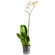 Белая орхидея Фаленопсис в горшке. Сидней